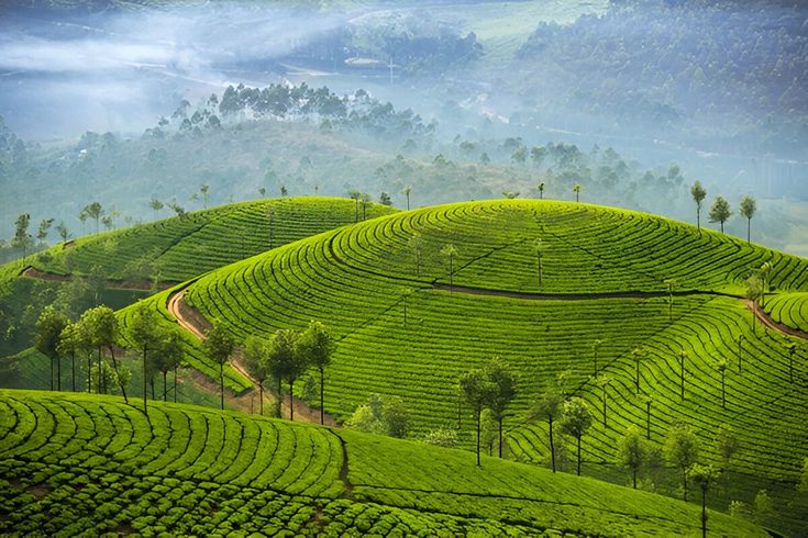 Ubud Rice Terraces